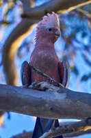 Galah perched on a tree branch 