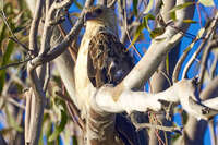 Eagle Perched in Eucalyptus Tree 