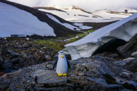 hrafntinnusker penguin South,  Iceland, Europe