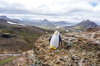 Alftavatn Lake penguin South,  Iceland, Europe