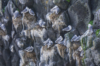 Anarstapi seagulls Arnarstapi,  West,  Iceland, Europe