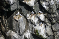 Anarstapi seagulls Arnarstapi,  West,  Iceland, Europe