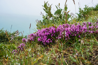 Asbyrgi purple flowers Eglisstadir,  Northeast,  Iceland, Europe