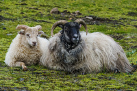 Seydisfjordur sheep Akureyri,  East,  Iceland, Europe