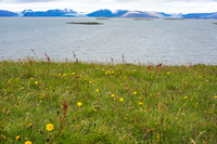 Hofn Glacier flowerfield Snafellsjokull,  East,  Iceland, Europe