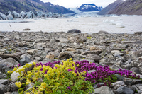Hofn Offroad Glacier flower plant Snafellsjokull,  East,  Iceland, Europe