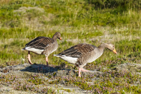 Tingvellir National Park geese Grundarfjordur,  South,  Iceland, Europe