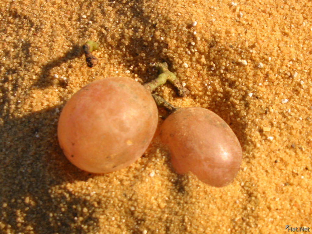 bahariyya grapes in the desert