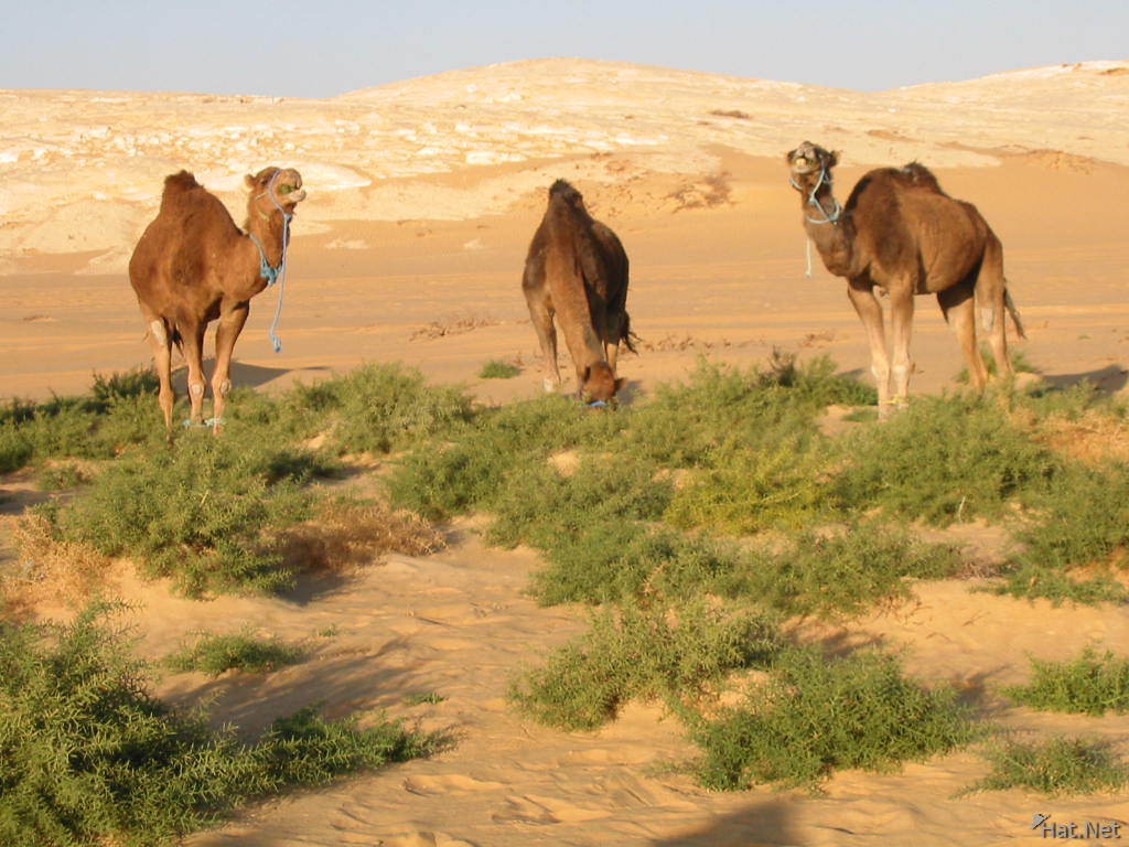 http://www.hat.net/album/middle_east/004_egypt/002_animals/006_white_desert-camels.jpg
