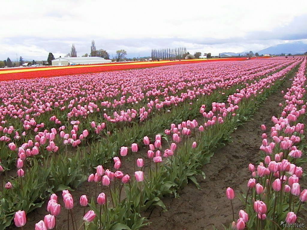 010_pink_tulip_field.jpg