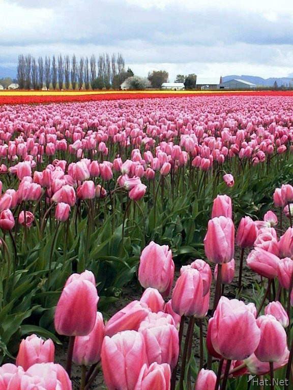 030_pink_tulips.jpg