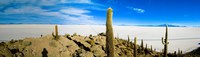 salt lake cactus island Salar de Uyuni, Potosi Department, Bolivia, South America