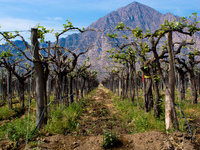 vineyard of cafayate Cafayate, Jujuy and Salta Provinces, Argentina, South America