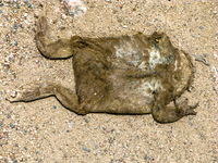 20091004130840_dead_toad