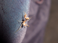 20091003185532_unknown_insect