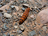 view--orange caterpillar Humahuaca, Jujuy and Salta Provinces, Argentina, South America