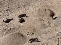 lazy donkeys Iruya, Humahuaca, Jujuy and Salta Provinces, Argentina, South America