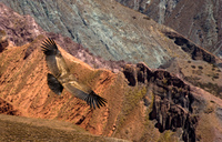condor gliding over valley Iruya, Humahuaca, Jujuy and Salta Provinces, Argentina, South America