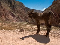 roadside donkey Iruya, Jujuy and Salta Provinces, Argentina, South America