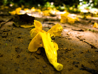 fallen beauty Puerto Igua�u, Salta, Misiones, Salta and Jujuy Province, Argentina, South America