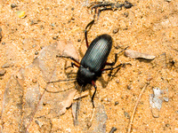 iguazu beetle Puerto Igua�u, Salta, Misiones, Salta and Jujuy Province, Argentina, South America