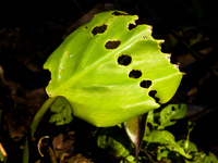 deflowered leave Puerto Igua�u, Salta, Misiones, Salta and Jujuy Province, Argentina, South America