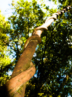 climbing strangler Puerto Igua�u, Salta, Misiones, Salta and Jujuy Province, Argentina, South America