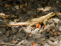 elusive lizard Puerto Igua�u, Salta, Misiones, Salta and Jujuy Province, Argentina, South America