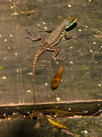 view--iguazu lizard Puerto Igua�u, Salta, Misiones, Salta and Jujuy Province, Argentina, South America