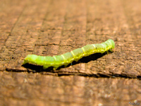 view--iguazu caterpillar Puerto Igua�u, Salta, Misiones, Salta and Jujuy Province, Argentina, South America