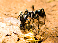 iguazu tiger ant Puerto Igua�u, Salta, Misiones, Salta and Jujuy Province, Argentina, South America