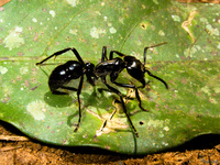 view--tiger ant Puerto Igua�u, Salta, Misiones, Salta and Jujuy Province, Argentina, South America