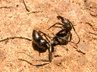 dead tiger ant Puerto Igua�u, Salta, Misiones, Salta and Jujuy Province, Argentina, South America