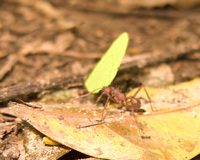 croaching tiger hidden ant Puerto Igua�u, Salta, Misiones, Salta and Jujuy Province, Argentina, South America