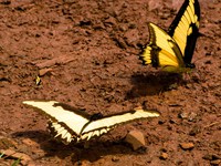 iguazu butterfly Puerto Igua�u, Salta, Misiones, Salta and Jujuy Province, Argentina, South America