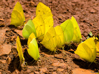 view--school of butterfly Puerto Igua�u, Salta, Misiones, Salta and Jujuy Province, Argentina, South America