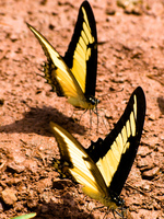 butterfly couple Puerto Igua�u, Salta, Misiones, Salta and Jujuy Province, Argentina, South America