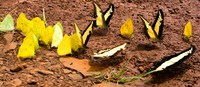 world of butterflies Puerto Igua�u, Salta, Misiones, Salta and Jujuy Province, Argentina, South America