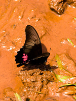 black butterfly Puerto Igua�u, Salta, Misiones, Salta and Jujuy Province, Argentina, South America