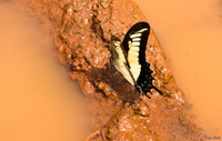 view--butterfly river Puerto Igua�u, Salta, Misiones, Salta and Jujuy Province, Argentina, South America