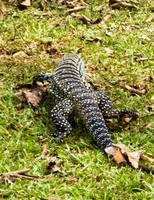 iguazu giant lizard Puerto Igua�u, Salta, Misiones, Salta and Jujuy Province, Argentina, South America