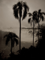 iguazu palms Puerto Iguassu, Misiones, Argentina, South America
