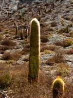 20091007154010_cactus