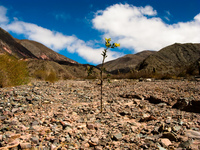 lonesome Purmamarca, Northern Salta Provinces, Argentina, South America