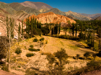 forest of purmarmarca Purmamarca, Tilcara, Jujuy and Salta Provinces, Argentina, South America