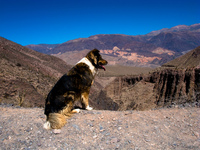 view--gps dog Tilcara, Jujuy and Salta Provinces, Argentina, South America