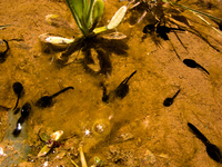 tadpoles of baby frogs Tilcara, Jujuy and Salta Provinces, Argentina, South America