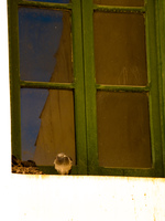 pigeon on window sill Tilcara, Jujuy and Salta Provinces, Argentina, South America