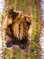 view--death of cactus Purmamarca, Tilcara, Jujuy and Salta Provinces, Argentina, South America