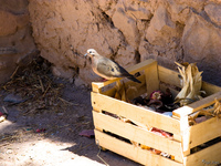 view--box of pigeon Purmamarca, Tilcara, Jujuy and Salta Provinces, Argentina, South America